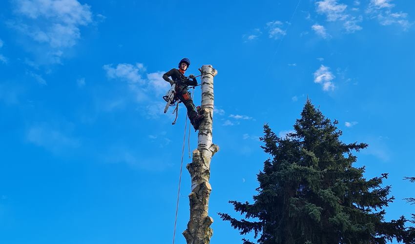 Baumgutachten in Berlin & Brandenburg
