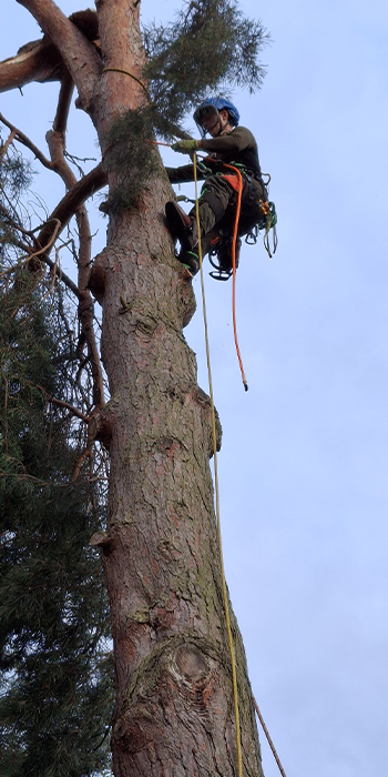 Klettergötz – Ihr Baumspezialist mit Seiltechnik und Expertise in Berlin & Brandenburg