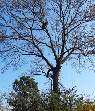 Klettergötz – Ihr Baumspezialist mit Seiltechnik und Expertise in Berlin & Brandenburg