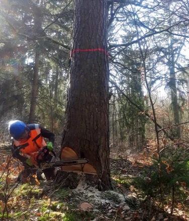 Klettergötz – Ihr Baumspezialist mit Seiltechnik und Expertise in Berlin & Brandenburg