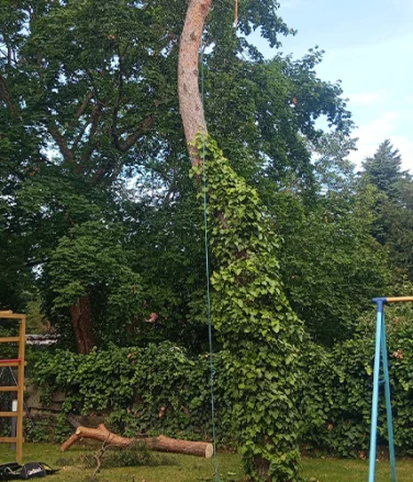 Klettergötz – Ihr Baumspezialist mit Seiltechnik und Expertise in Berlin & Brandenburg